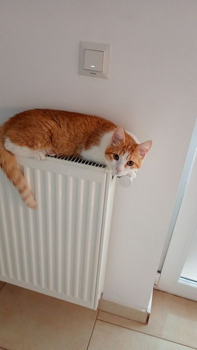 Motanel adoptie Felix