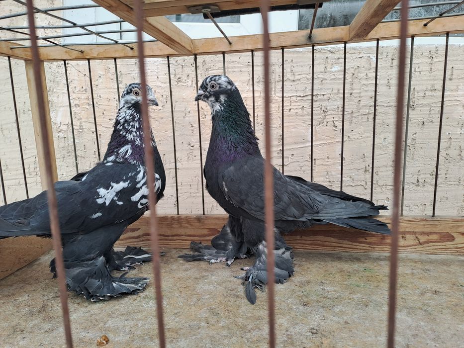 Голуби -гульсары, самцы молодые