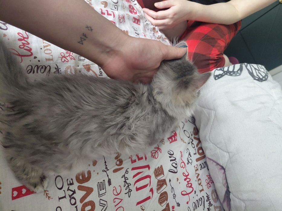 Котёнка отдам даром мальчик