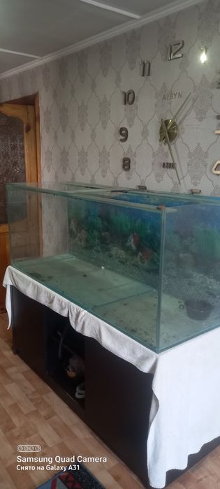 Продам рыбок  разные  красивые