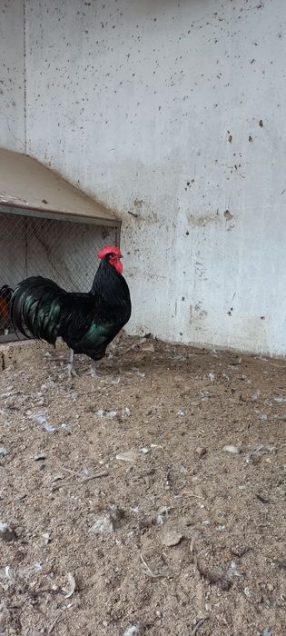 Австролоп қораз сатылады