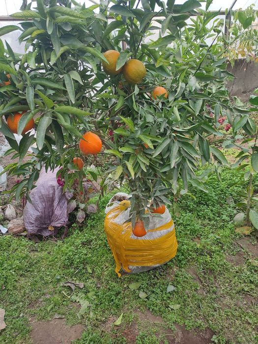 Kumkuvat, mandarin,apilsin,mandarin