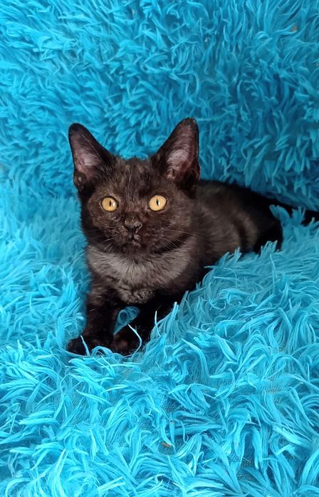 Ласковые ,игривые пареньки и девули