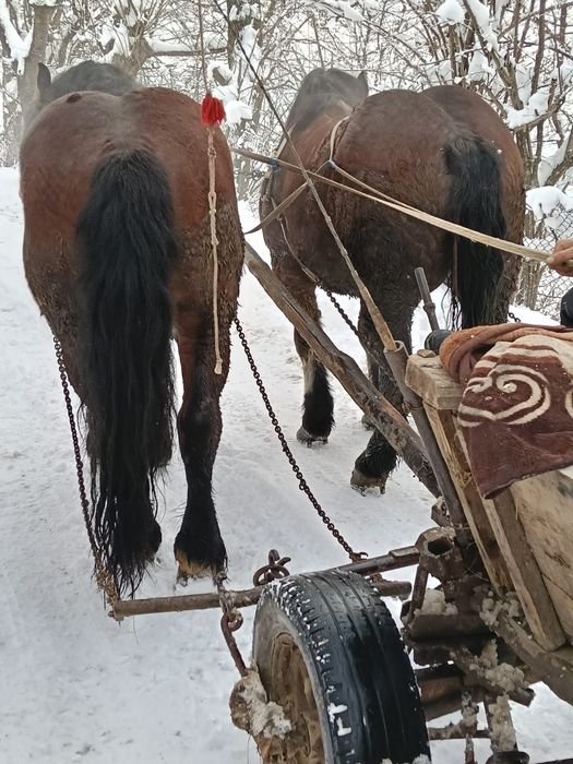 Cal castrat si armăsar