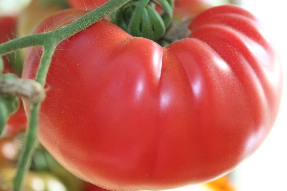 Продам рассаду томатов и перцев
