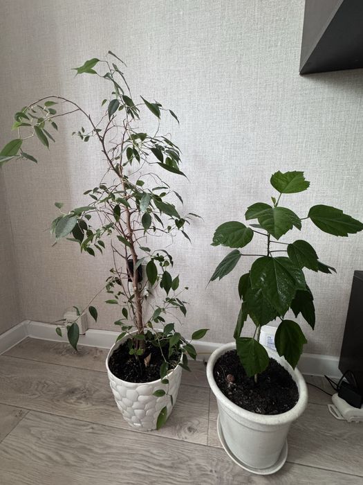 Продам комнатные цветы