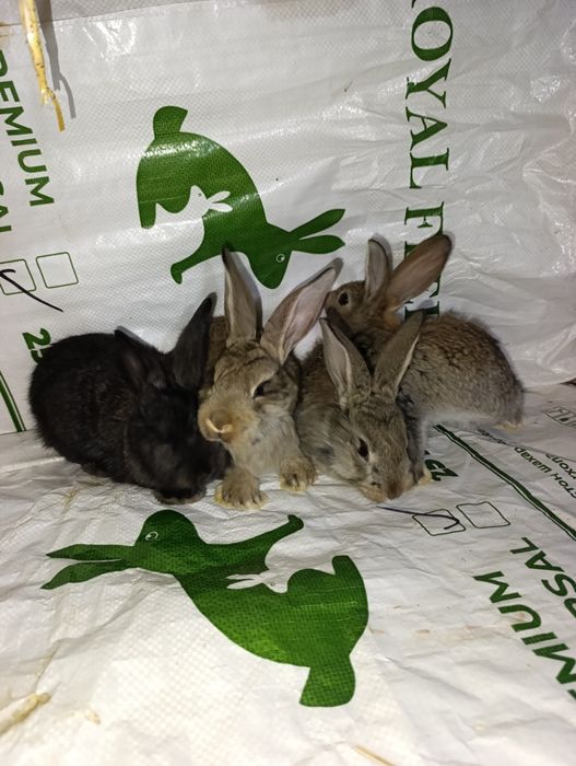 Velikan bollari. Ota strakach