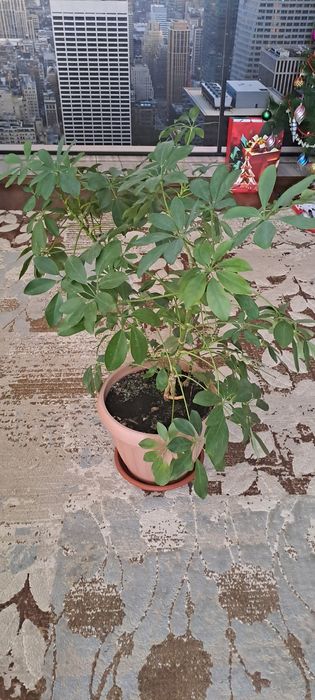 Цветок  Шеффлера