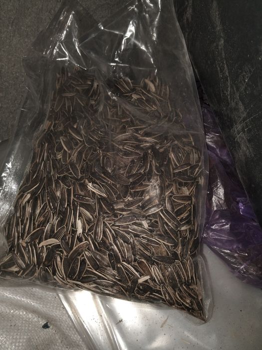 Жарим семечки любые