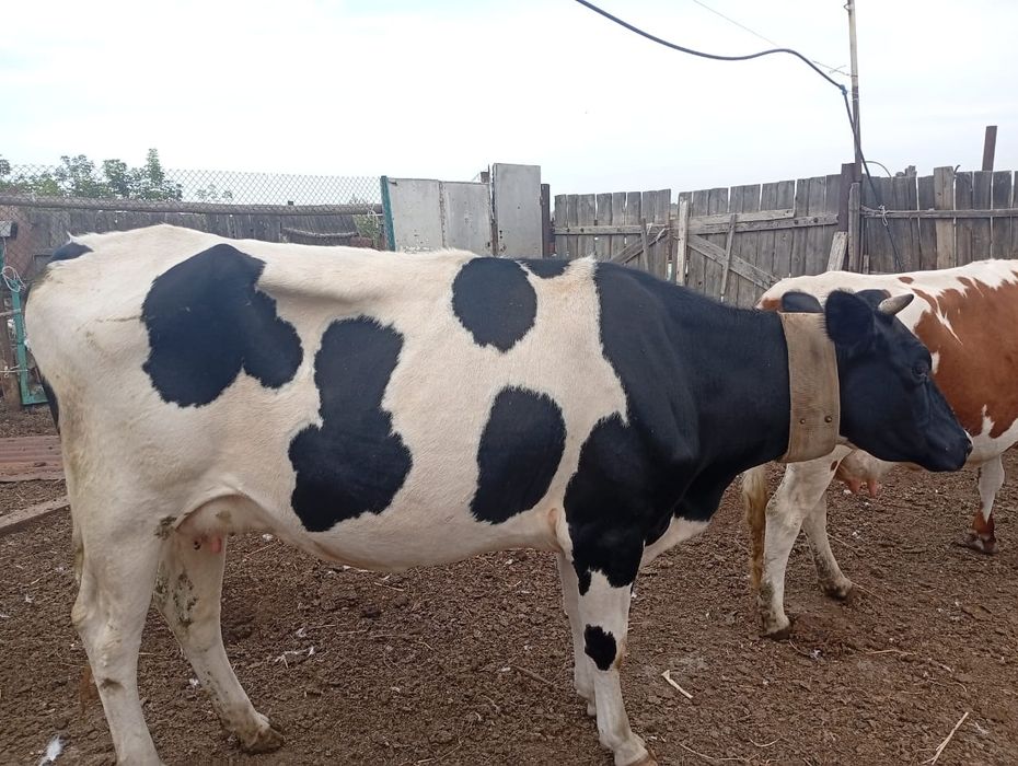 Продам дойную корову