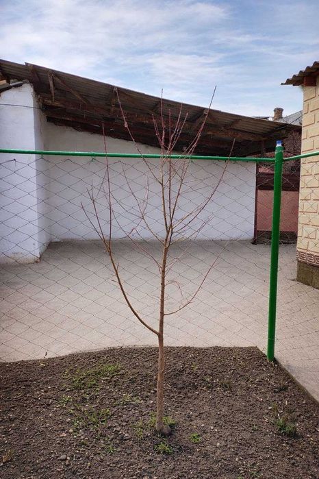 Саженцы көшеттер