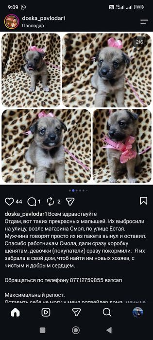 Отдам щенков в добрые руки