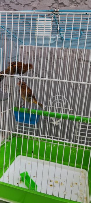 Молодой канарейкалар бор хар хил рангда