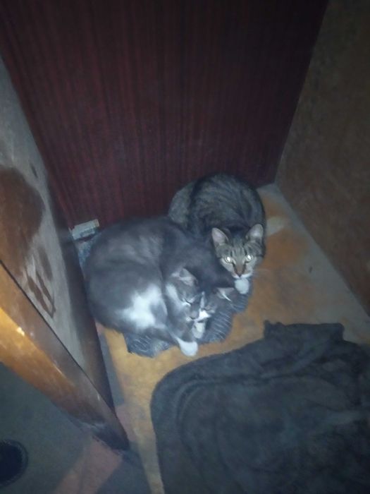 Отдам бесплатно 2 Кошек
