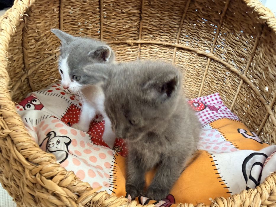 Британска котка