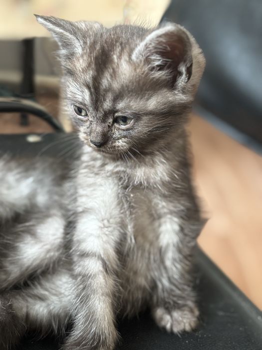 Котята британцы красивые