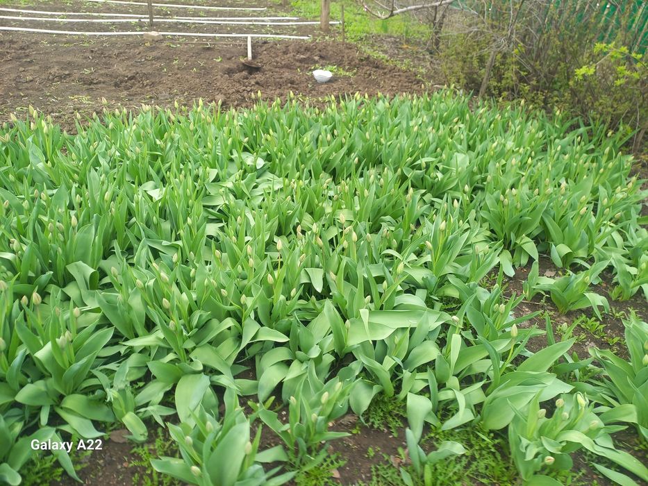 Тюльпан сатылады