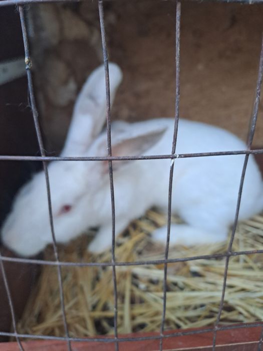 Кролики,кояндар Шымкент