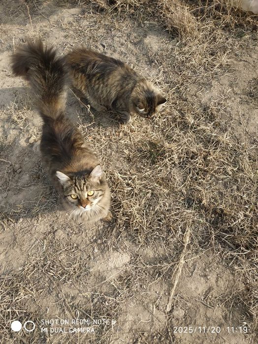 Отдам бесплатно котят