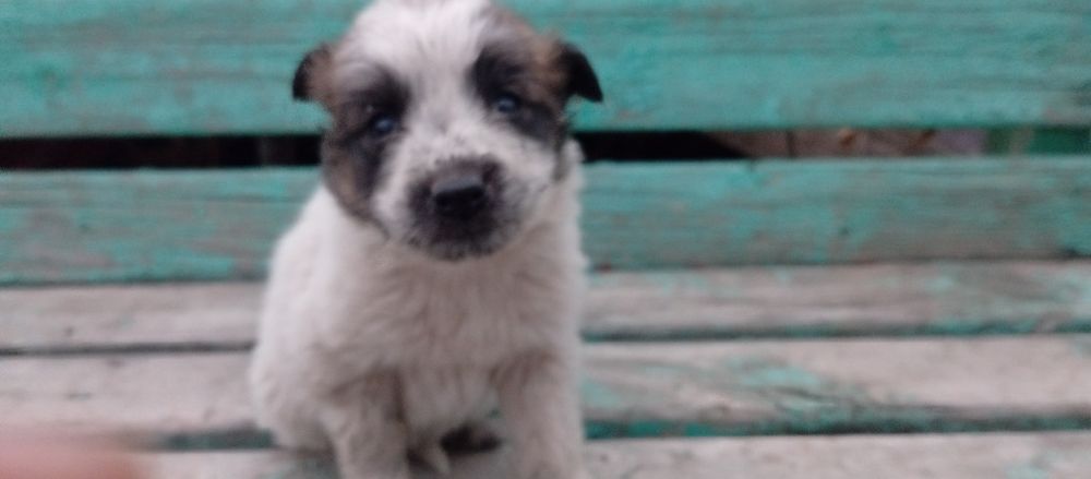 Отдаю верного друга бесплатно