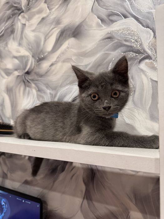 Отдам котенка бесплатно