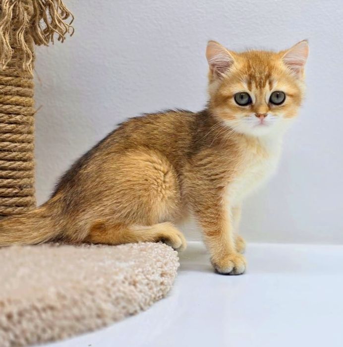 Кошечки и коТики БриТансКие/