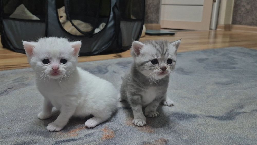 Котята  шиншилла шотландские