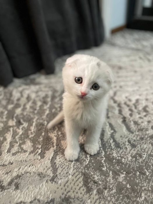 Кошка Шиншилла фолд