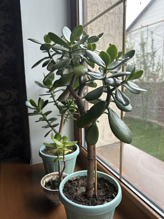 Денежное дерево