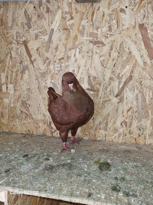 Porubei kingi de vanzare Dragasani