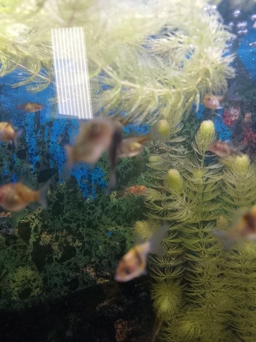 Золотые рыбки мольки 3 см