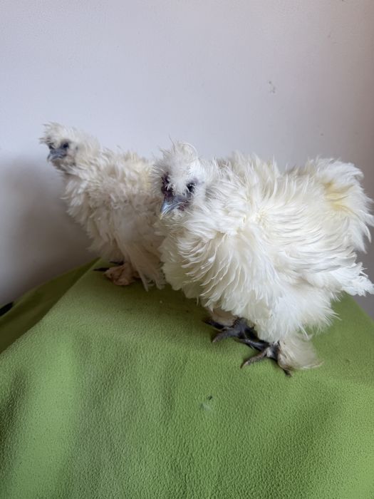 Pui mătase japoneza si japoneza zulufata