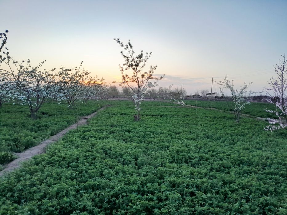 Uy Sotiladi !!! Narxi ustida kelishiladi