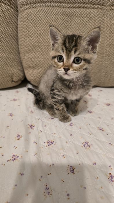 Котята надёжным хозяевам
