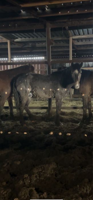 Донен откорм 3 месяца