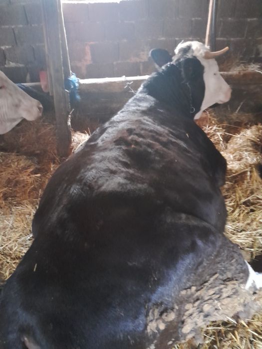 Juninca de vînzare.