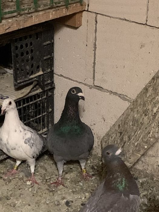 Vand porumbei voiajori