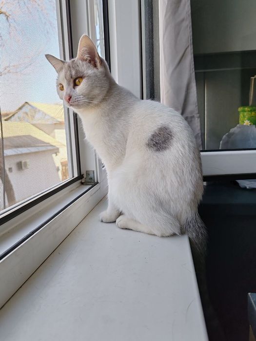 Стерелизованная .кошечка 8 месяцев.  Ищет дом