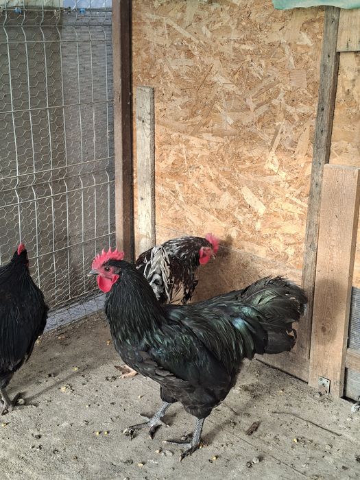 Cocosi australorp si sussex portelan