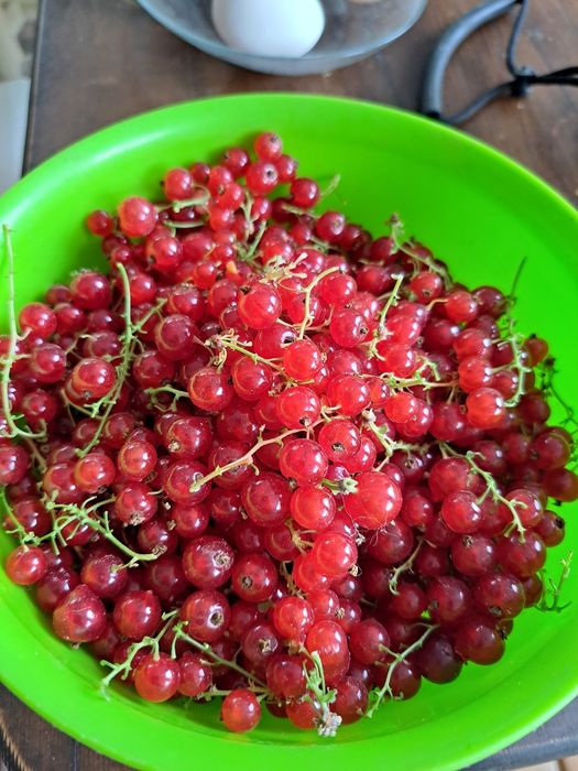 Продаю кусты красной смородины