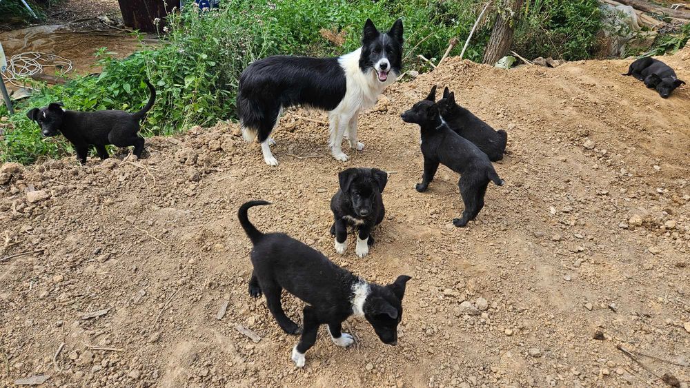 Donez cațeluși mama: border collie, tata: caine lup