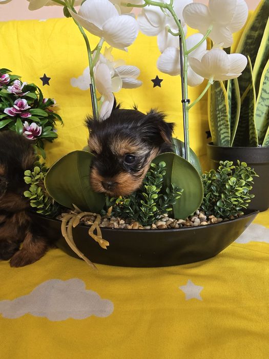 Мини йоркширски териер