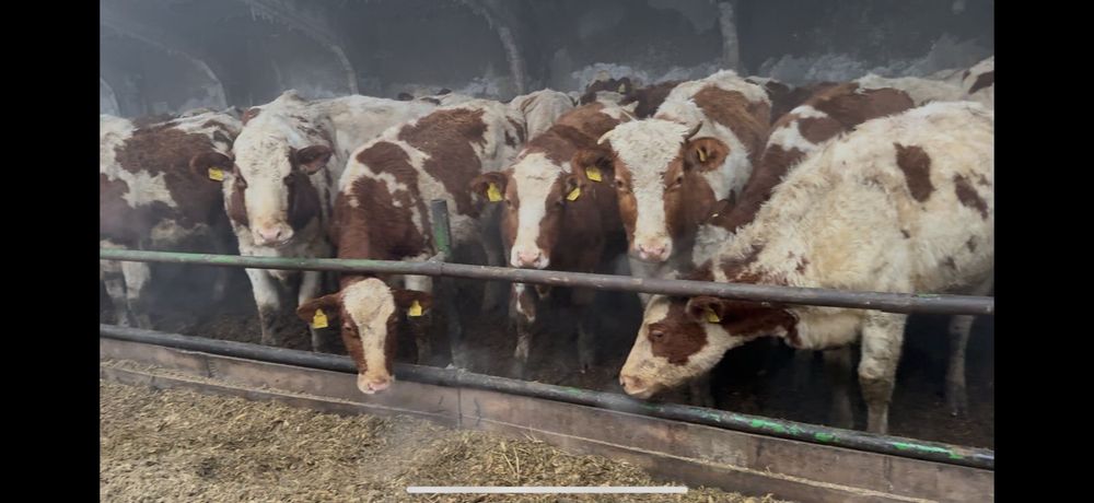 Нетели крастный голштин