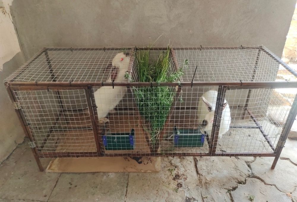 Чистокровный Калифорния 4 шт вместе 2- клетками.