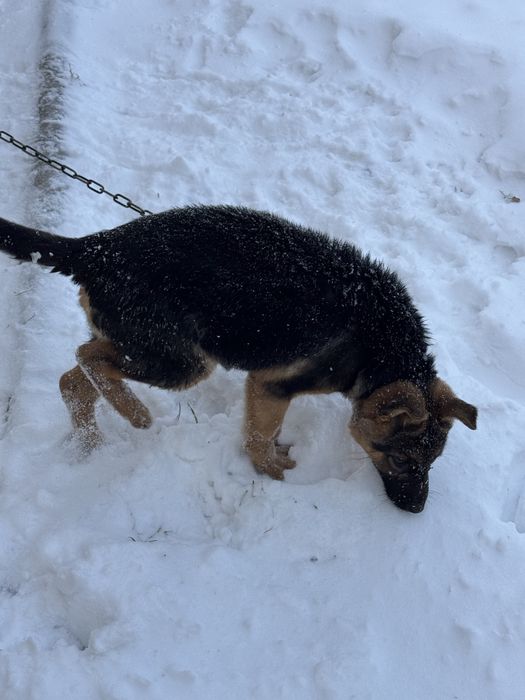 Щенок немецкая овчарка