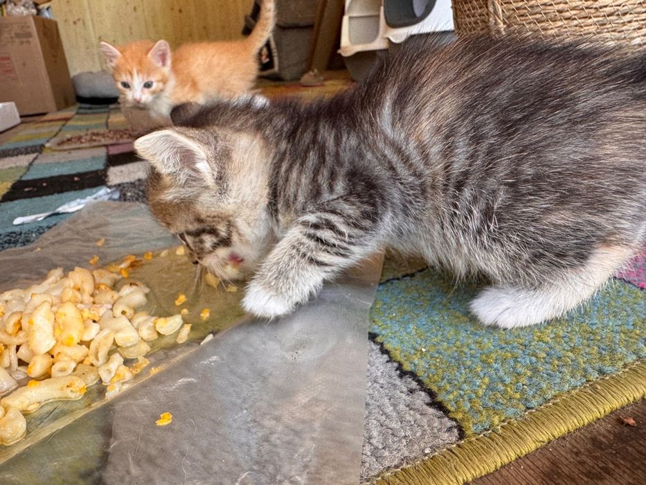 Отдам котят бесплатно