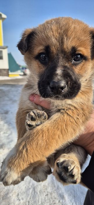 Щенки ищут себе дом