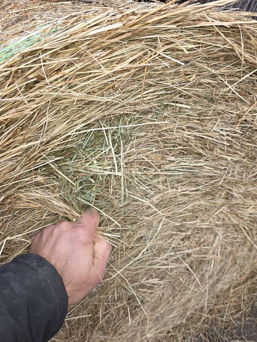 Baloti de fân 150 lei