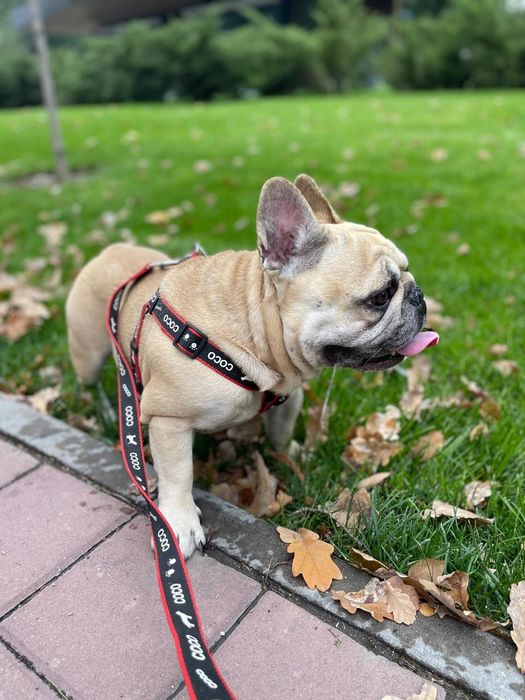 Продам щенков французского бульдога(Бронь)