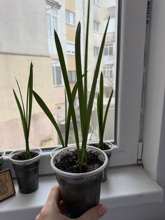 Vand pui de palmier Curmali. paharul contine 2 pui de palmieri